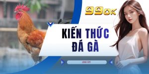 Kiến Thức Đá Gà - Cẩm Nang Chi Tiết Dành Riêng Cho Hội Viên 99OK