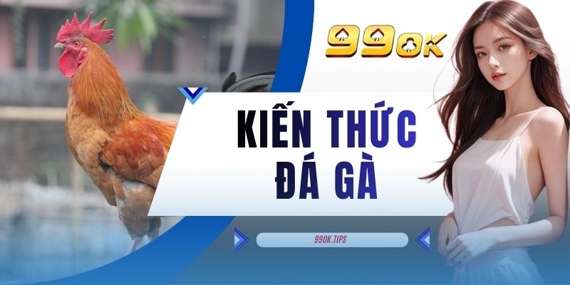 Kiến Thức Đá Gà - Cẩm Nang Chi Tiết Dành Riêng Cho Hội Viên 99OK