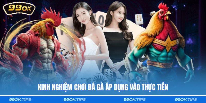 Kinh nghiệm chơi đá gà áp dụng vào thực tiễn
