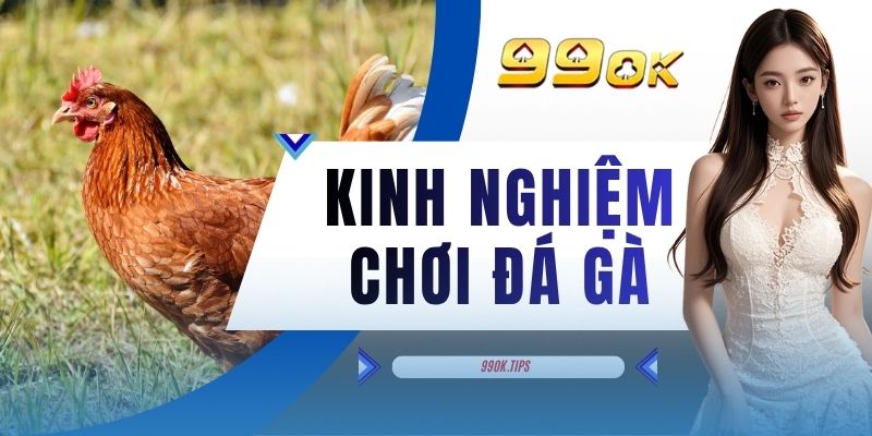 Kinh Nghiệm Chơi Đá Gà - Phân Tích 5 Tiêu Chí Chọn Chiến Kê Chuẩn